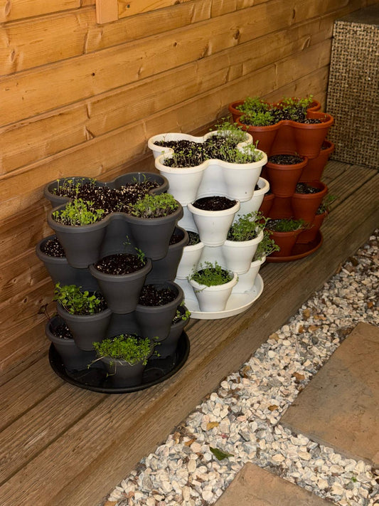 The Four by Four | All-in-One Culinary Grow Kit | Includes 16 Herb & Veg Varieties