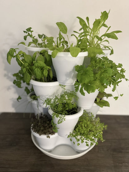 The Four by Four | All-in-One Culinary Grow Kit | Includes 16 Herb & Veg Varieties