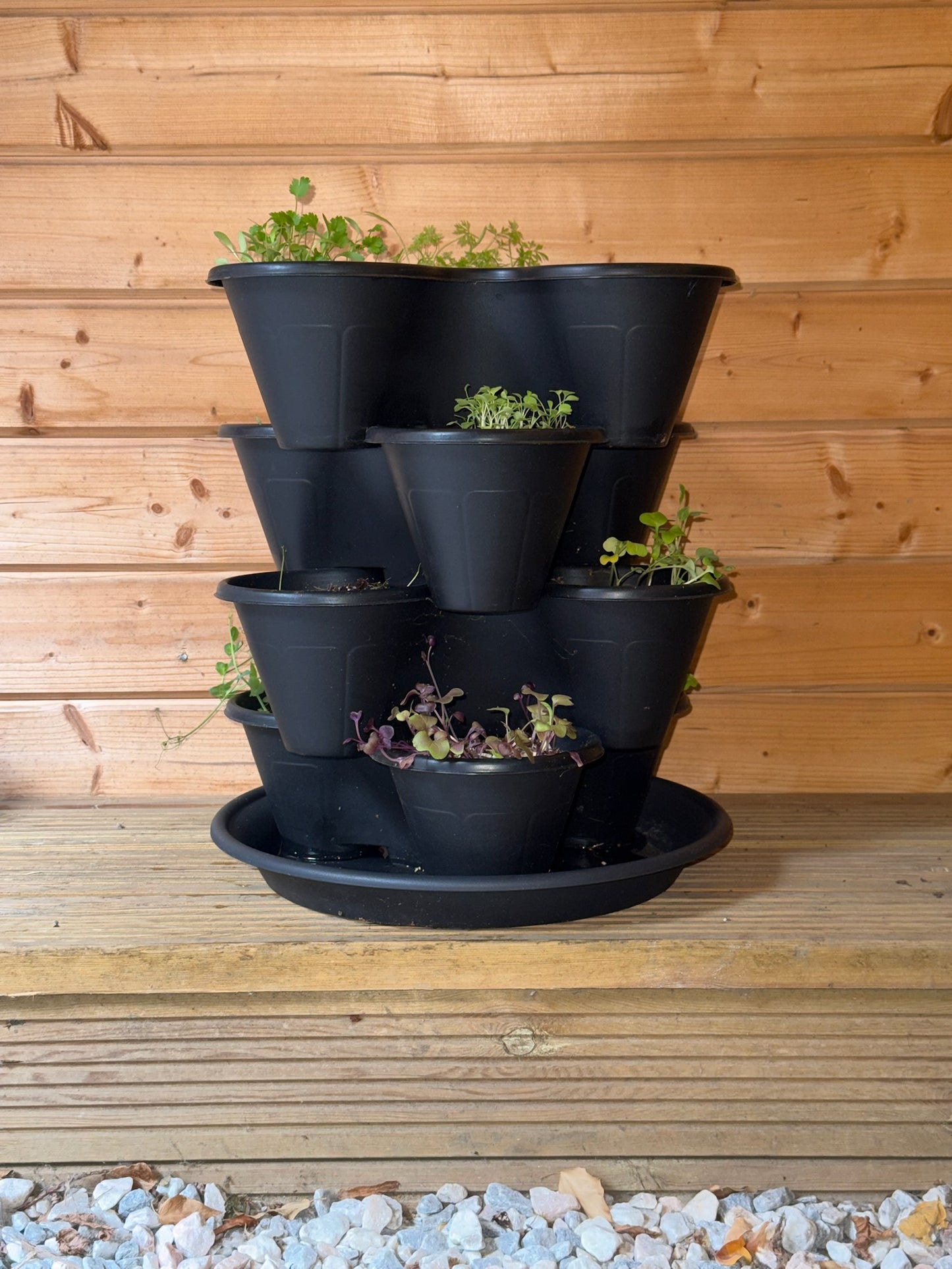 The Three by Four | All-in-One Culinary Grow Kit | Includes 12 Herb & Veg Varieties