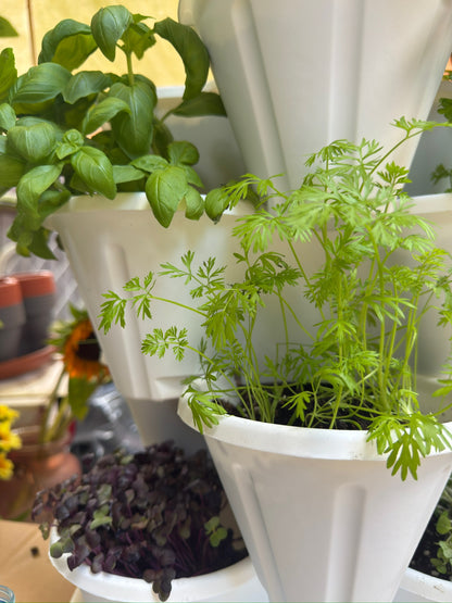 The Three by Four | All-in-One Culinary Grow Kit | Includes 12 Herb & Veg Varieties