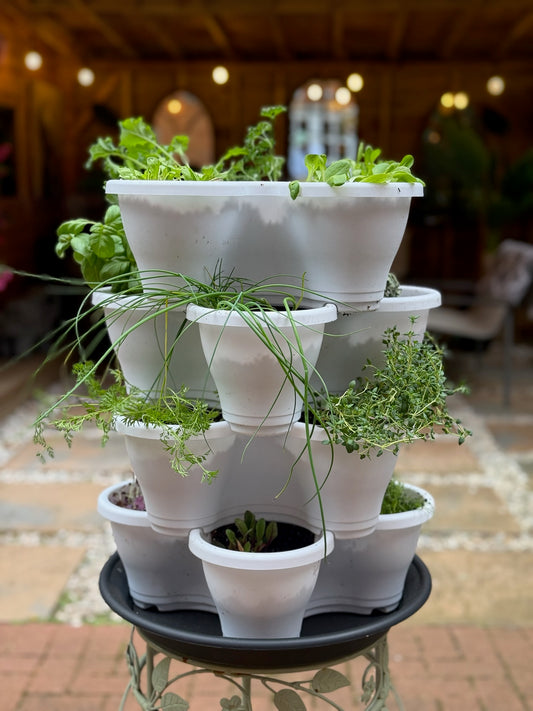 The Four by Four | All-in-One Culinary Grow Kit | Includes 16 Herb & Veg Varieties