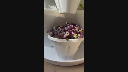 The Three by Four | All-in-One Culinary Grow Kit | Includes 12 Herb & Veg Varieties